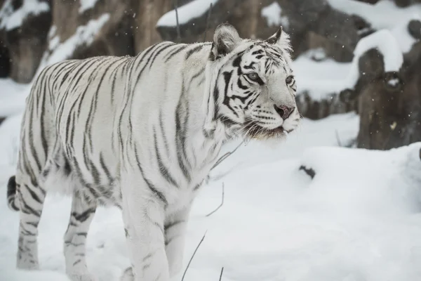 Tigre blanco — Foto de Stock