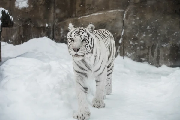 White tiger — Stock Photo, Image