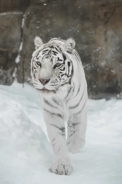 Tigre bianca — Foto Stock