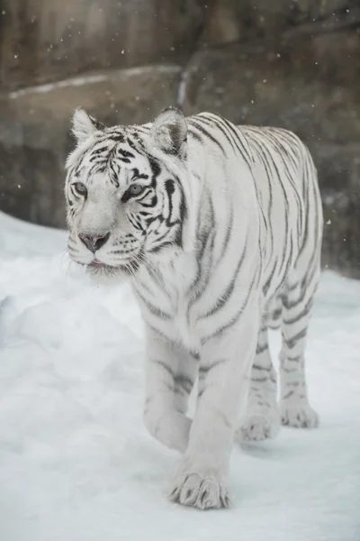 Tigre blanco — Foto de Stock