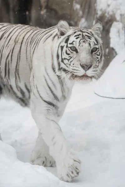 Tigre bianca — Foto Stock