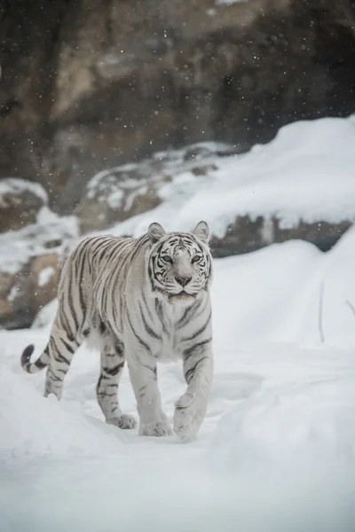 Tigre bianca — Foto Stock