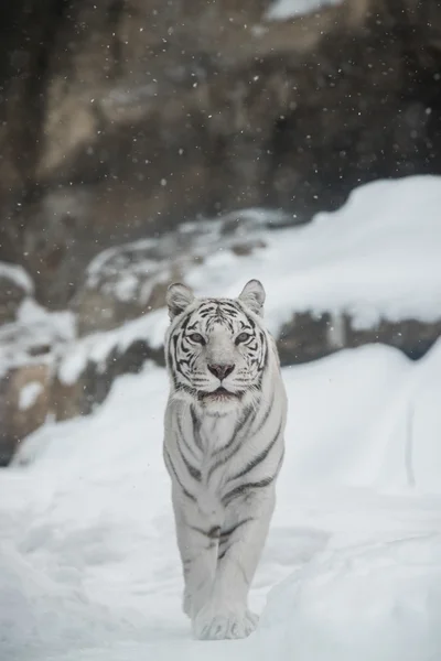 Vit tiger på vintern — Stockfoto