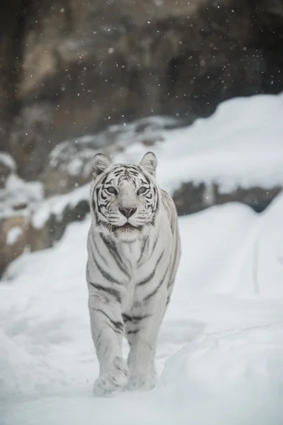 Tigre de bengala branco olhando para a câmera na florestadia