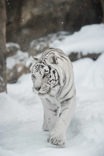 Fehér tigris — Stock Fotó