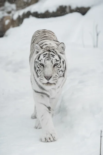 Vit tiger — Stockfoto