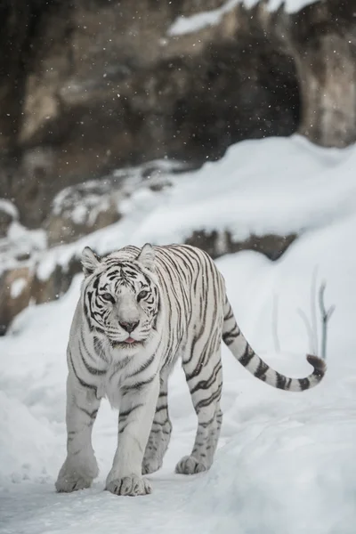 Tigre blanco —  Fotos de Stock