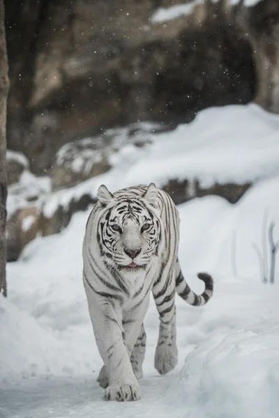 Télen fehér tigris — Stock Fotó