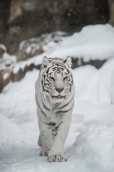 白虎 — ストック写真