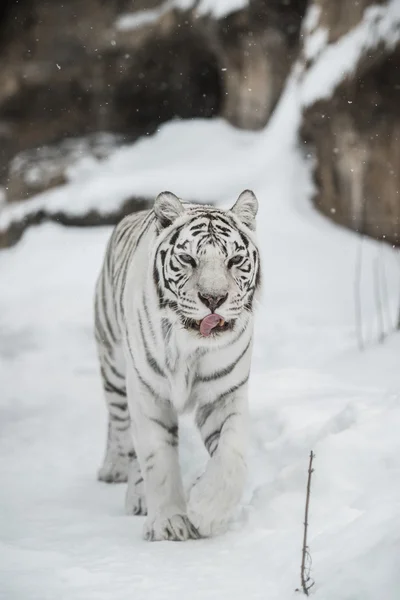 Fehér tigris — Stock Fotó
