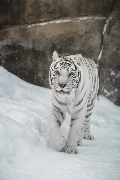 Weißer Tiger — Stockfoto