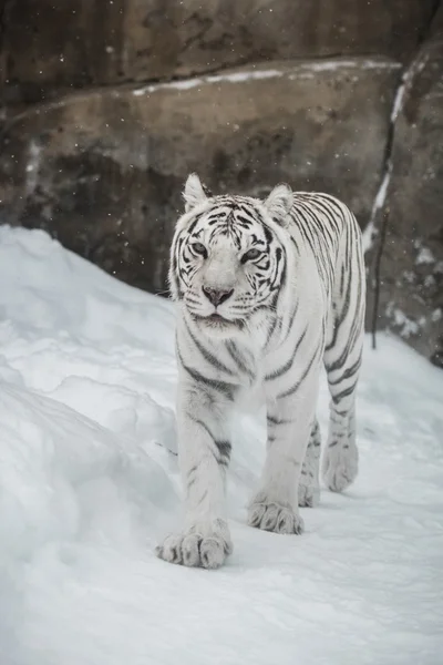 Tigre bianca — Foto Stock