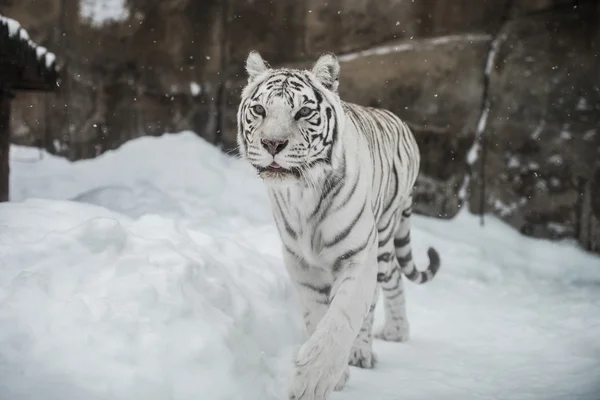 Witte tijger — Stockfoto