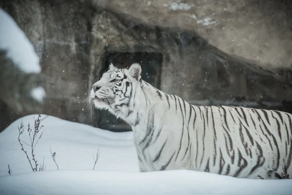 Fehér tigris Stock Kép