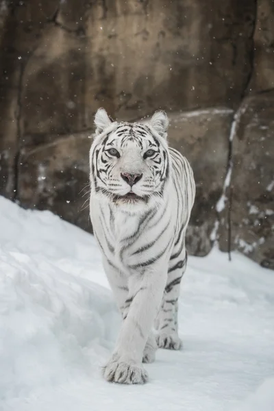 Weißer Tiger lizenzfreie Stockbilder