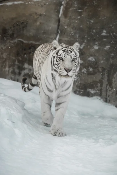 Fehér tigris Stock Fotó