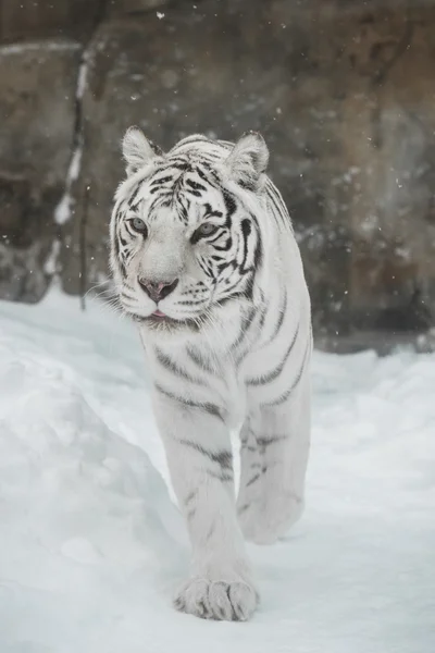 Fehér tigris Jogdíjmentes Stock Képek