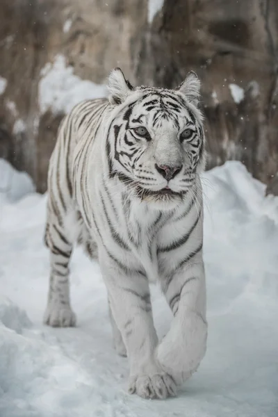 Tigre bianca Foto Stock
