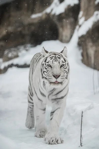 Tigre bianca Fotografia Stock