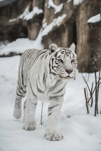 Fehér tigris Stock Kép