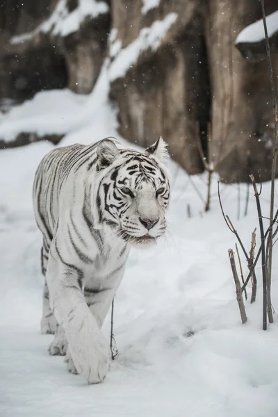 Vit tiger Stockfoto