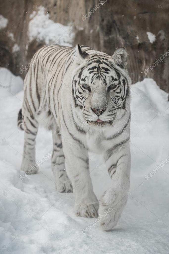 Tigre Blanc Dans La Neige Photographie Red Feniks C Tigre Blanc Dans La Neige Photographie Red Feniks C