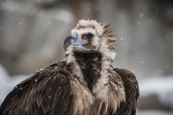 Griffon Abutre - Retrato no inverno — Fotografia de Stock