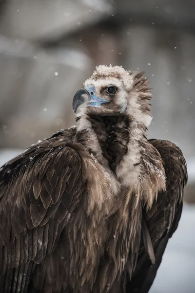 Grifone Avvoltoio Ritratto in inverno — Foto Stock