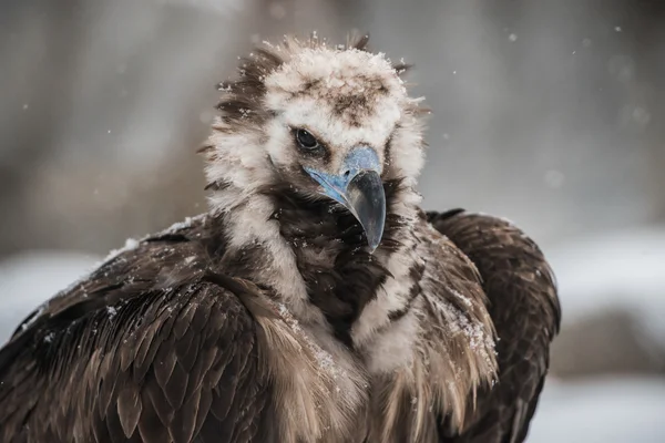 Griffon Vulture - Portrait in winter — Stock Photo, Image