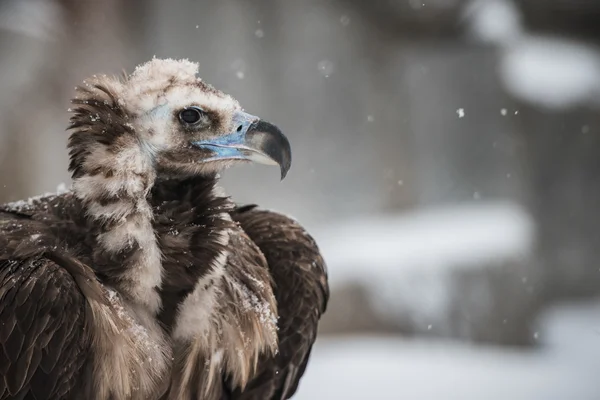 Griffon Vulture - Portrait in winter — Stock Photo, Image