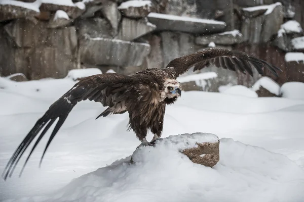 秃鹫-冬天的肖像 — 图库照片