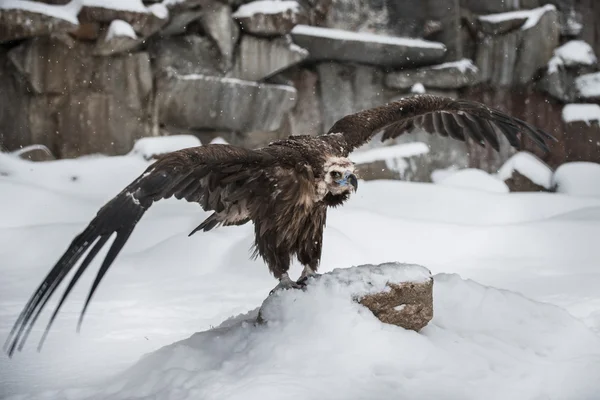 Griffon Vulture - Portrait in winter — Stock Photo, Image