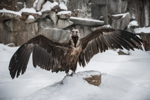 Griffon Abutre - Retrato no inverno — Fotografia de Stock