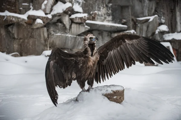 Griffon Vulture - Portrait en hiver — Photo