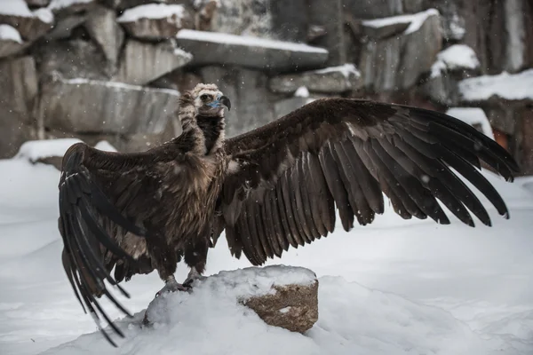 Griffon Abutre - Retrato no inverno — Fotografia de Stock