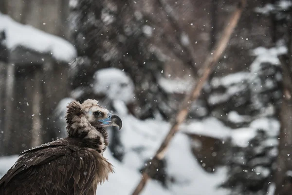 Γύπας - πορτρέτο το χειμώνα — Φωτογραφία Αρχείου