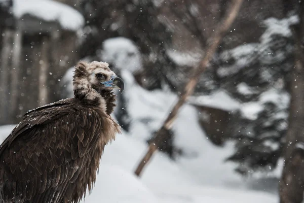 Γύπας - πορτρέτο το χειμώνα — Φωτογραφία Αρχείου