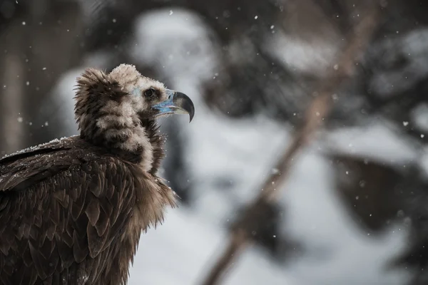 Duck on ice in winter time — Stock Photo, Image