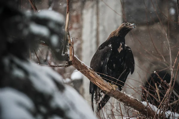 Eagle — Stock Photo, Image