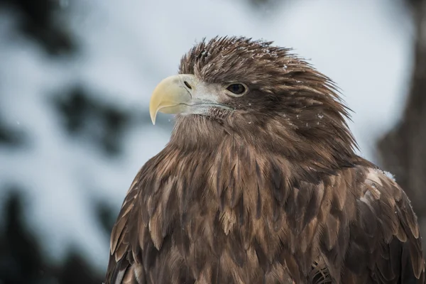 Eagle — Stock Photo, Image