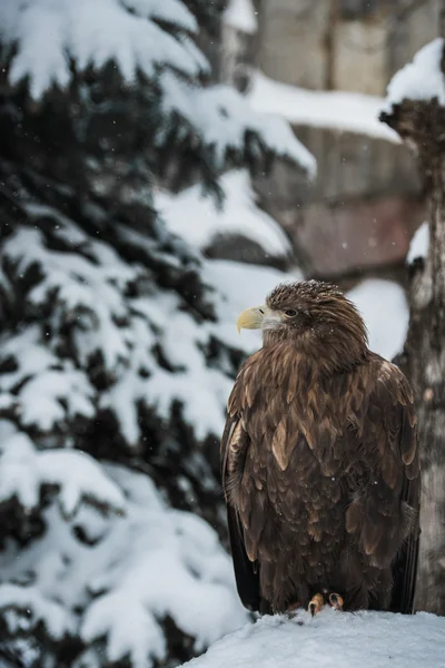 Adler — Stockfoto