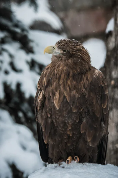 Adler — Stockfoto