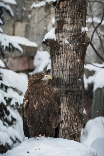 Adler — Stockfoto