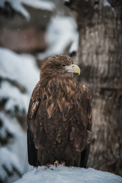 Adler — Stockfoto