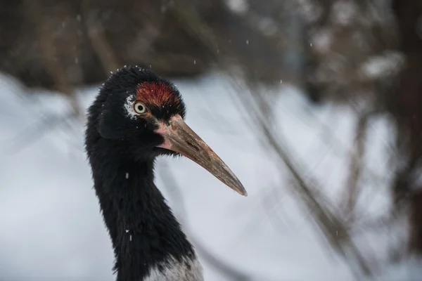 Profil sahibi yetişkin sandhill crane — Stok fotoğraf