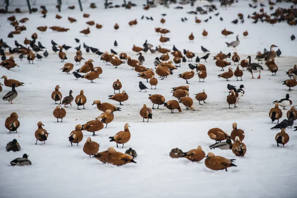 Manada de patos cerca del agujero de hielo en el lago congelado en el frío día de invierno — Foto de Stock