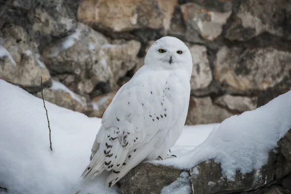 Schneeeule — Stockfoto