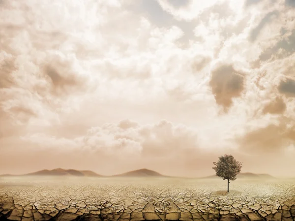 Árbol solitario en el desierto — Foto de Stock