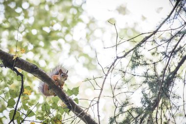 Ormandaki kırmızı sincap