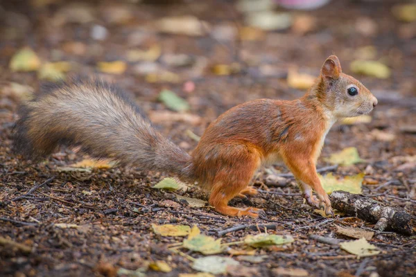 Rode eekhoorn in het bos — Stockfoto